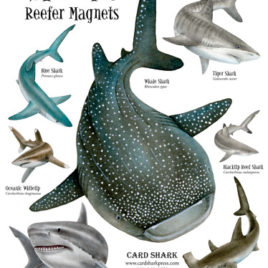 Sharks! Reefer Magnets