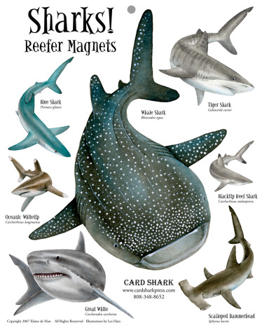 shark magents for Amazon